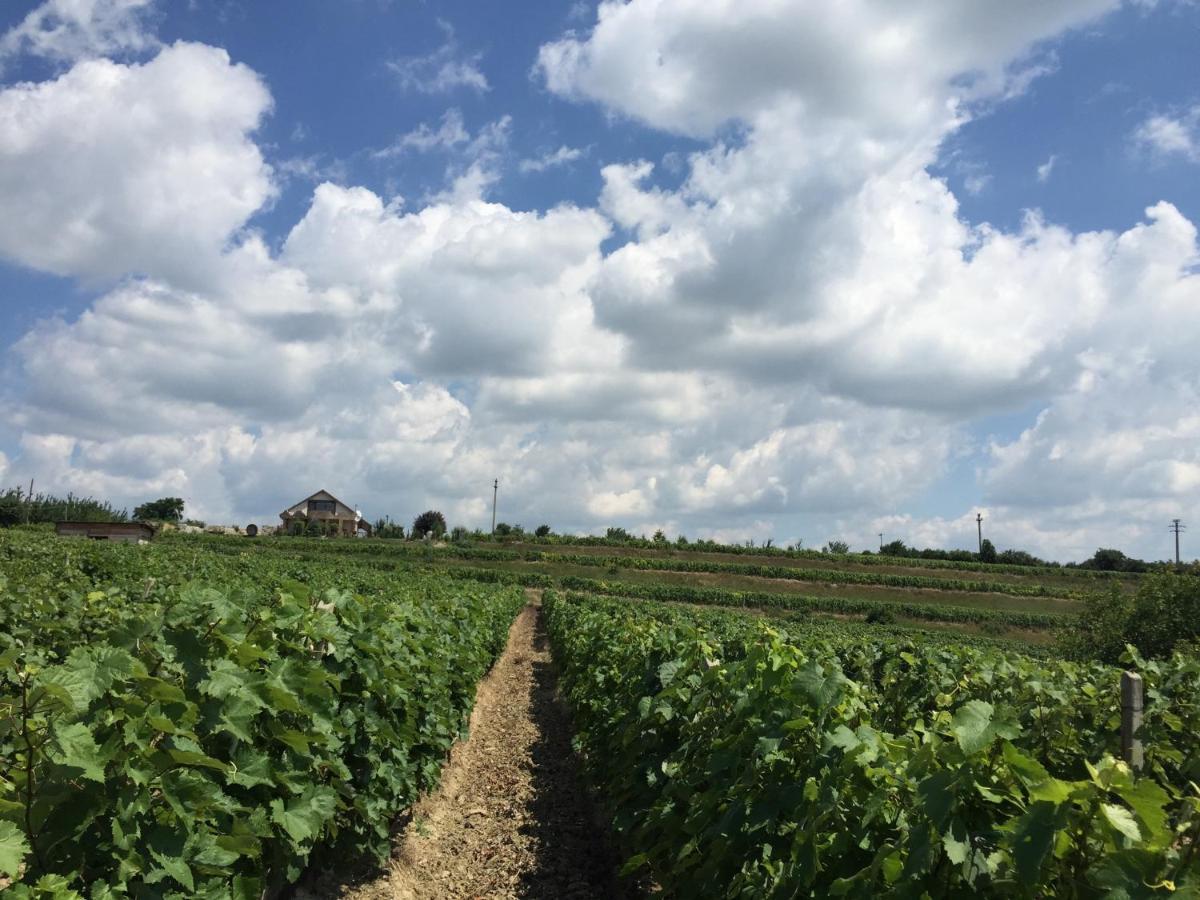 Wineyards Salin Bed & Breakfast Turda Luaran gambar